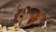 24 Hour & Emergency Exterminators in Guilford Sprs, PA